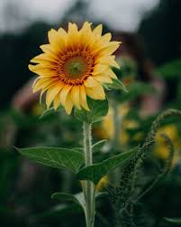 Imagen de un Girasol